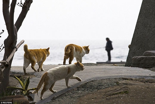 
	
	Những con mèo đảo Aoshima thường đi loanh quanh, chúng ăn tất cả những thứ gì du khách cho, từ cơm nắm, kẹo đậu phộng cho đến khoai tây.